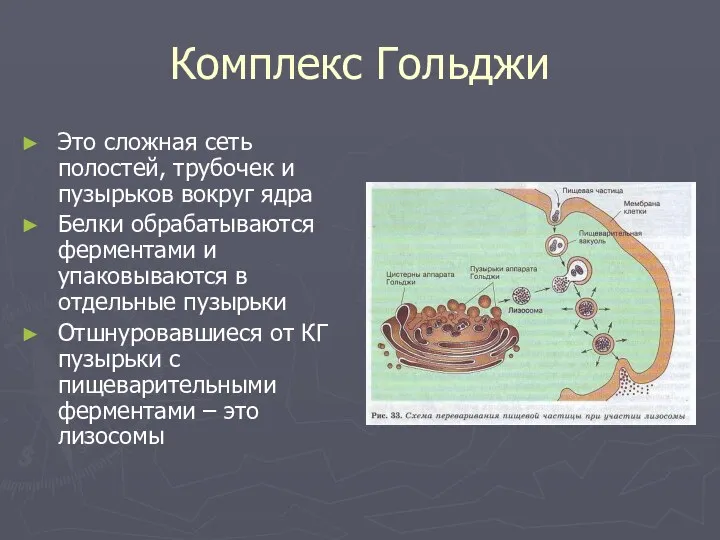 Комплекс Гольджи Это сложная сеть полостей, трубочек и пузырьков вокруг