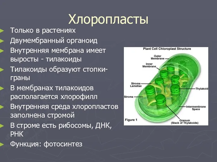 Хлоропласты Только в растениях Двумембранный органоид Внутренняя мембрана имеет выросты