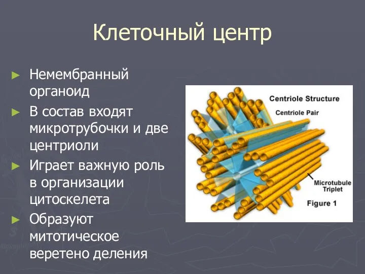 Клеточный центр Немембранный органоид В состав входят микротрубочки и две