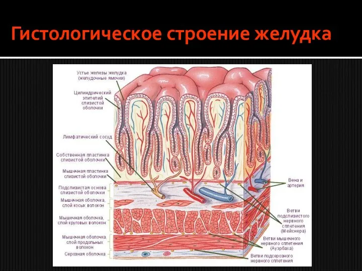 Гистологическое строение желудка