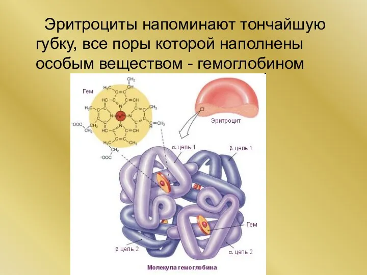 Эритроциты напоминают тончайшую губку, все поры которой наполнены особым веществом - гемоглобином