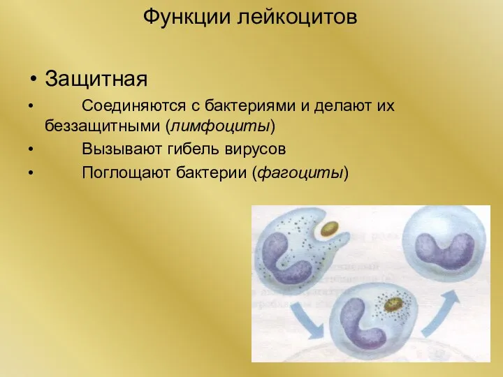 Функции лейкоцитов Защитная Соединяются с бактериями и делают их беззащитными