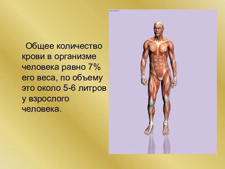 Общее количество крови в организме человека равно 7% его веса,