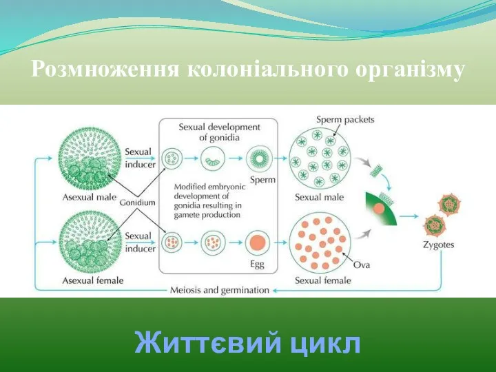 Життєвий цикл вольвокса Розмноження колоніального організму
