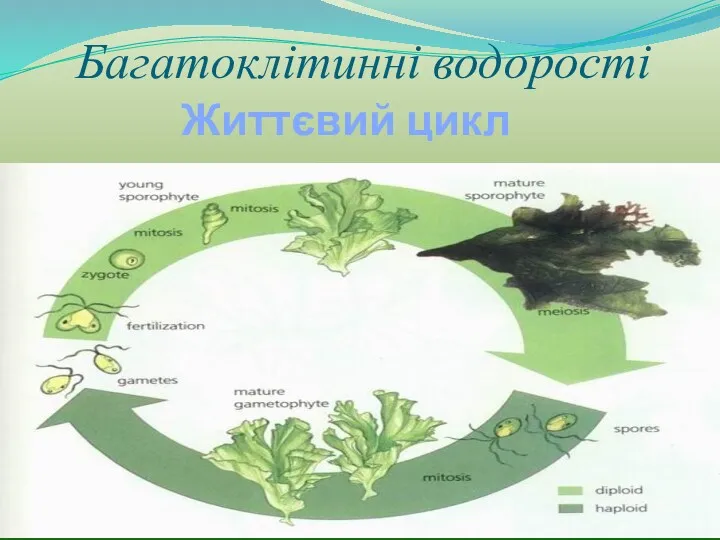 Багатоклітинні водорості Життєвий цикл ульви