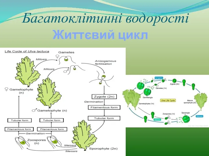 Багатоклітинні водорості Життєвий цикл ульви