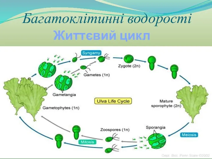 Багатоклітинні водорості Життєвий цикл ульви