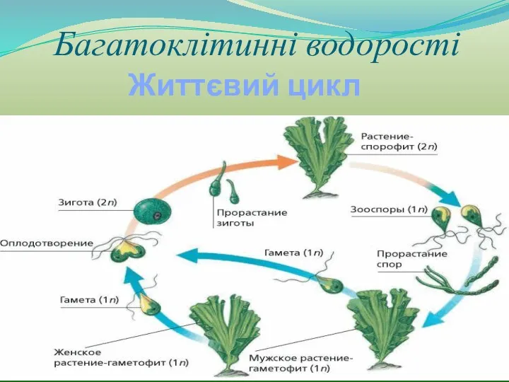 Багатоклітинні водорості Життєвий цикл ульви