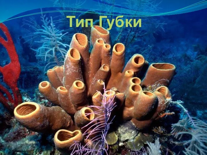 Тип Губки