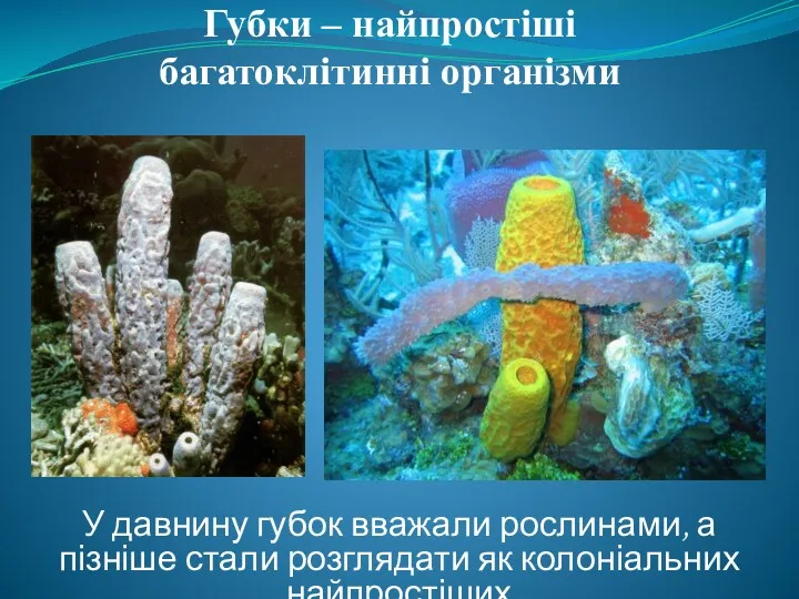 Губки – найпростіші багатоклітинні організми У давнину губок вважали рослинами, а пізніше стали