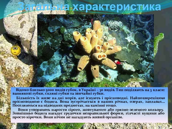 Загальна характеристика Відомо близько 5000 видів губок, в Україні – 30 видів. Тип