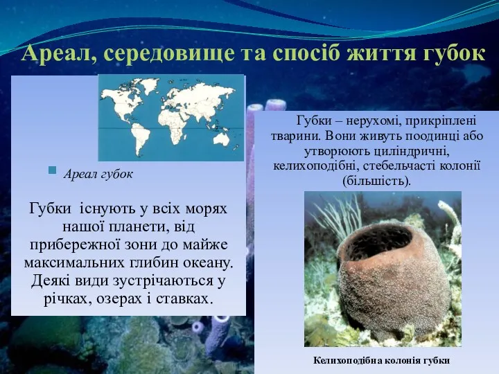 Ареал, середовище та спосіб життя губок Губки – нерухомі, прикріплені