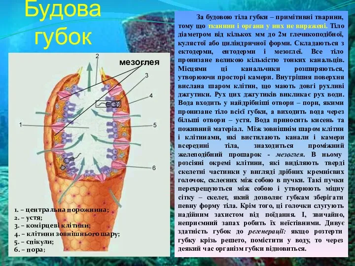 Будова губок 1. – центральна порожнина; 2. – устя; 3. – комірцеві клітини;