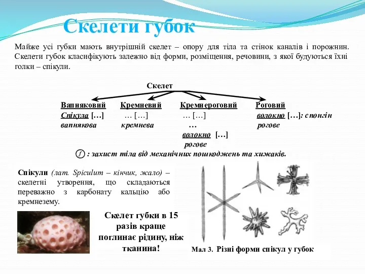 Скелети губок Майже усі губки мають внутрішній скелет – опору для тіла та