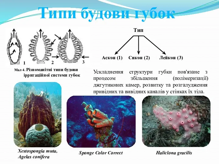 Тип Аскон (1) Сикон (2) Лейкон (3) Ускладнення структури губки пов'язане з процесом