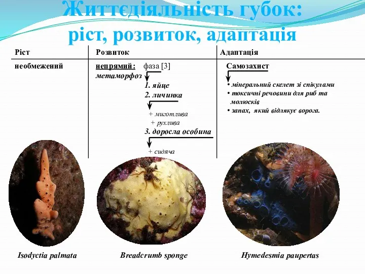 Життєдіяльність губок: ріст, розвиток, адаптація Isodyctia palmata Hymedesmia paupertas Breadcrumb sponge