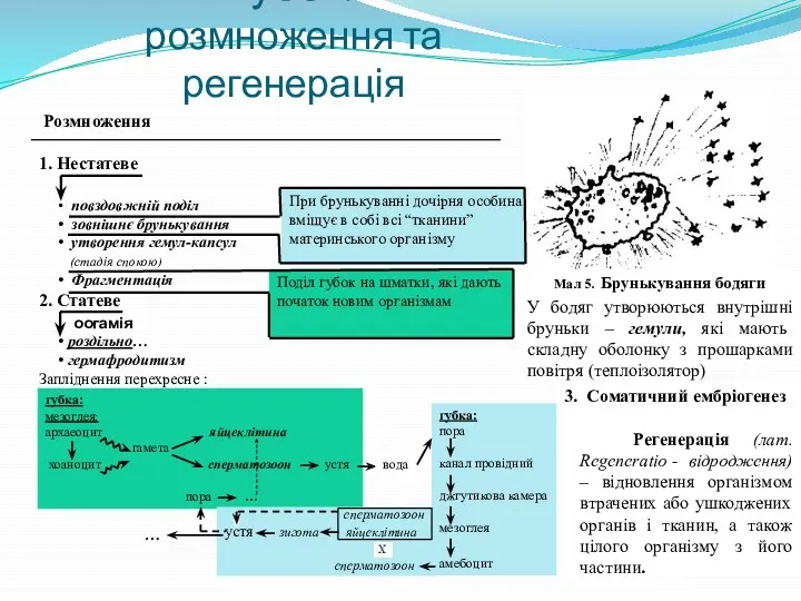 Життєдіяльність губок: розмноження та регенерація Розмноження 1. Нестатеве • повздовжній