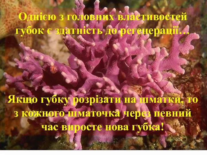 Однією з головних властивостей губок є здатність до регенерації… Якщо губку розрізати на