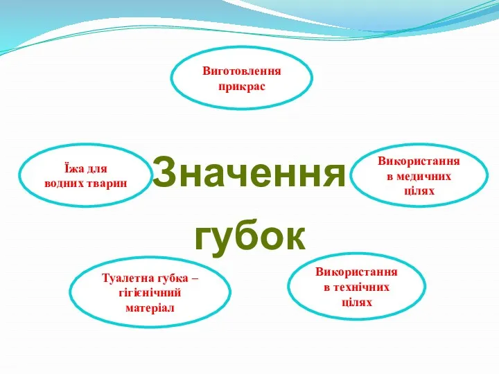 Значення губок Їжа для водних тварин Виготовлення прикрас Використання в медичних цілях Використання