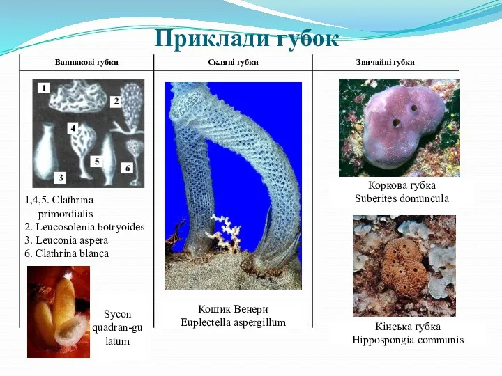 Приклади губок Кошик Венери Euplectella aspergillum Кінська губка Hippospongia communis Коркова губка Suberites domuncula Sycon quadran-gulatum