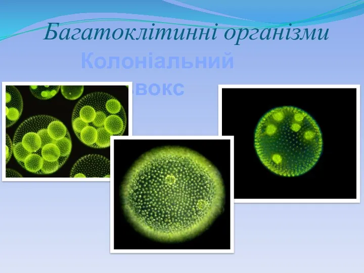 Багатоклітинні організми Колоніальний вольвокс