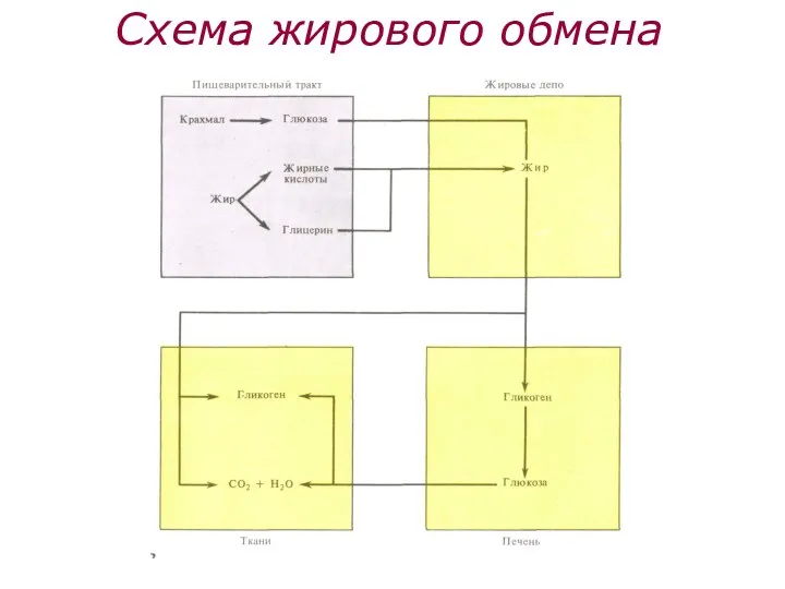 Схема жирового обмена