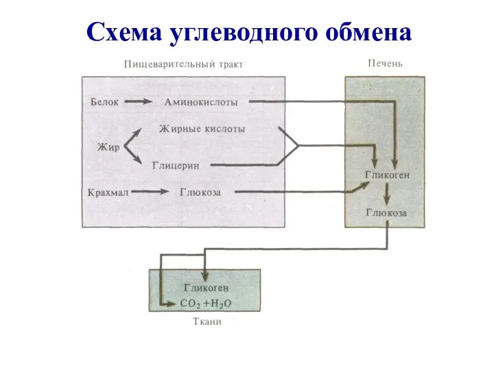 Схема углеводного обмена