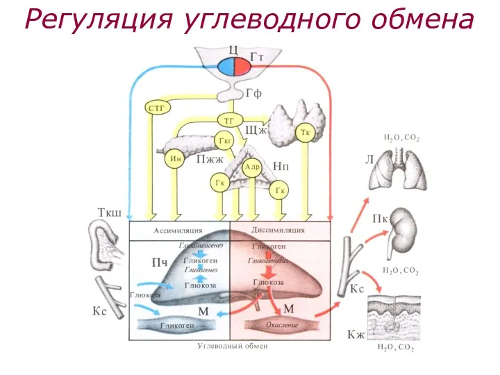 Регуляция углеводного обмена