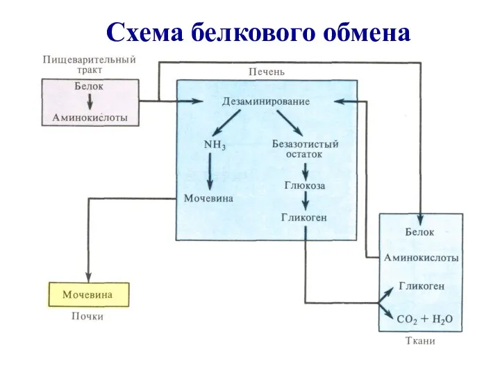 Схема белкового обмена