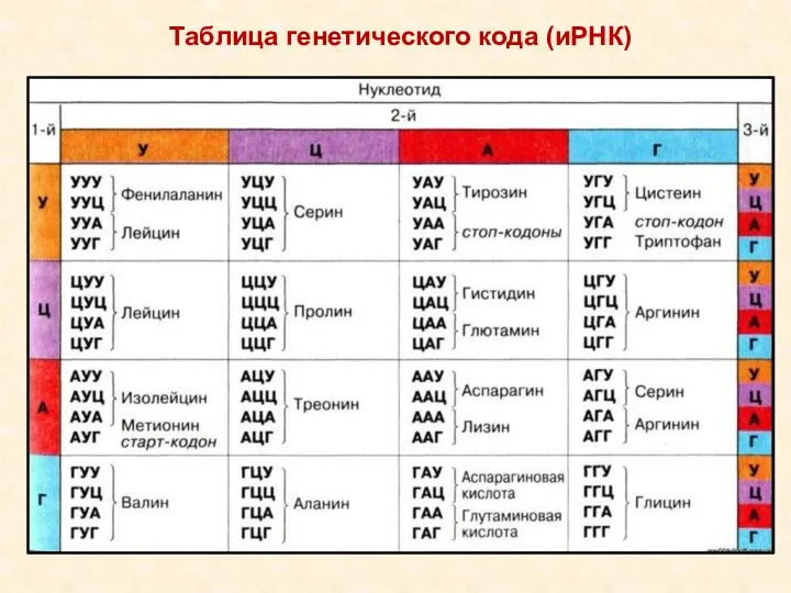 Таблица генетического кода (иРНК)