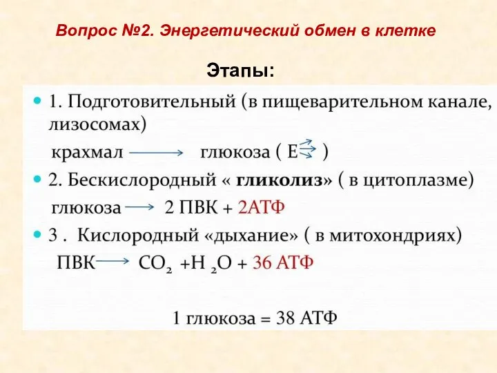 Вопрос №2. Энергетический обмен в клетке Этапы: