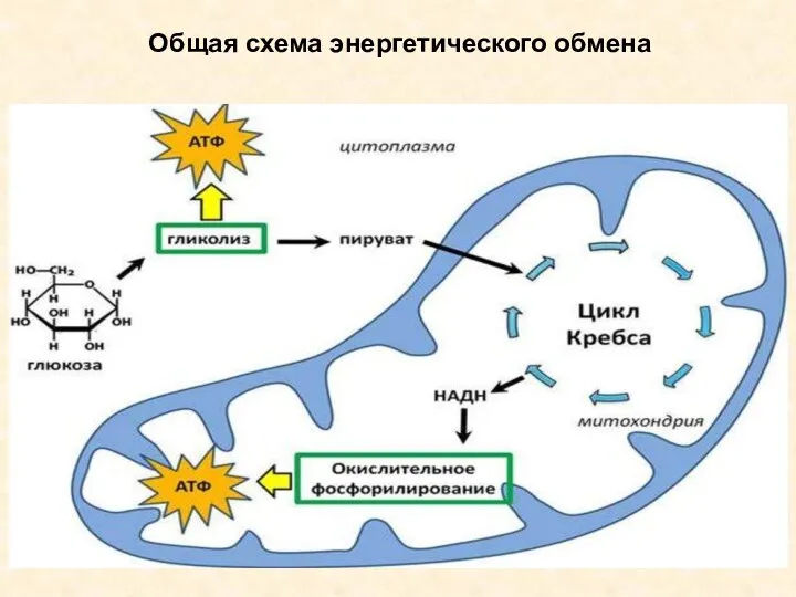 Общая схема энергетического обмена