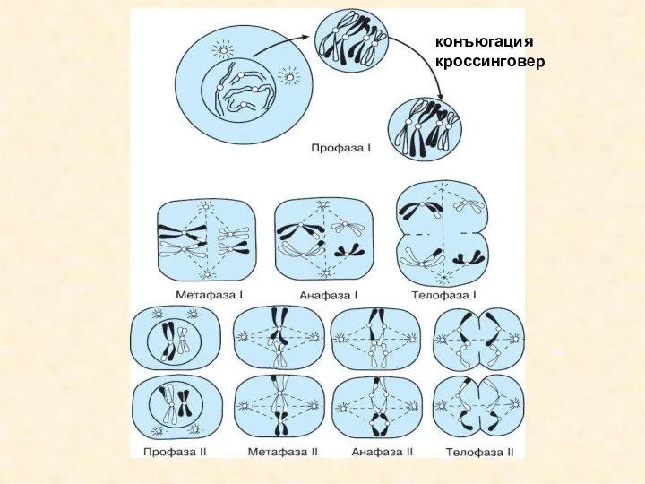 конъюгация кроссинговер