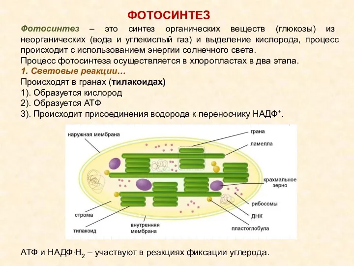 Фотосинтез – это синтез органических веществ (глюкозы) из неорганических (вода