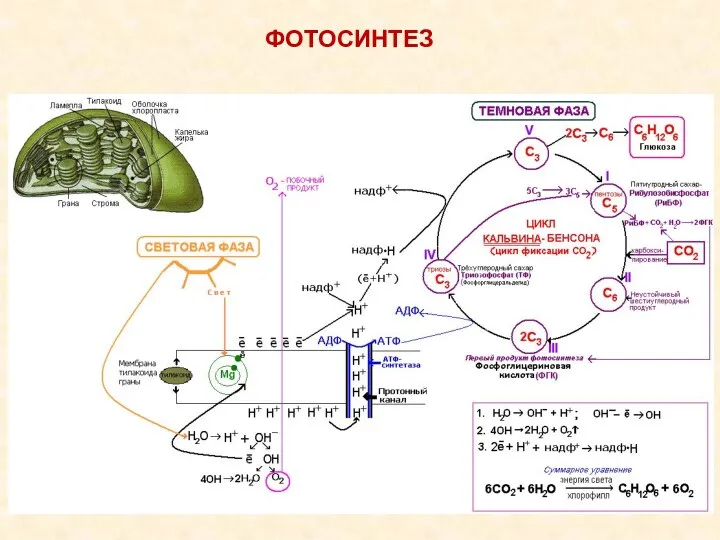 ФОТОСИНТЕЗ