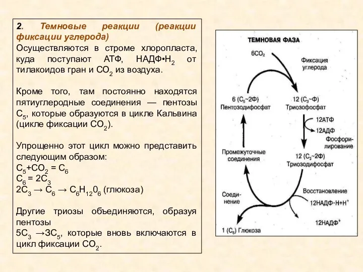 2. Темновые реакции (реакции фиксации углерода) Осуществляются в строме хлоропласта,