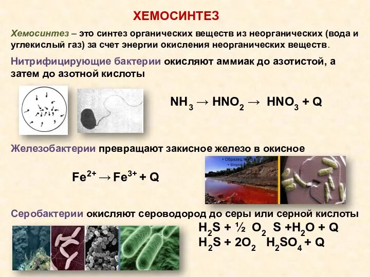 ХЕМОСИНТЕЗ Хемосинтез – это синтез органических веществ из неорганических (вода