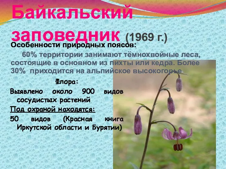 Байкальский заповедник (1969 г.) Особенности природных поясов: 60% территории занимают тёмнохвойные леса, состоящие