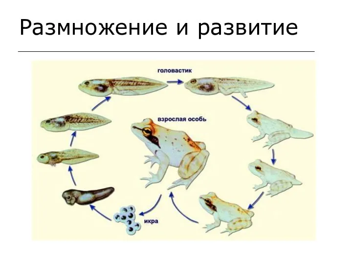 Размножение и развитие