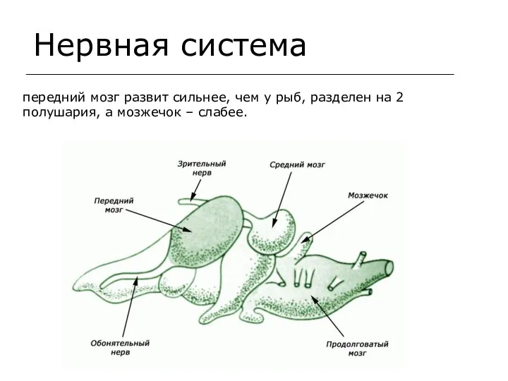 Нервная система передний мозг развит сильнее, чем у рыб, разделен