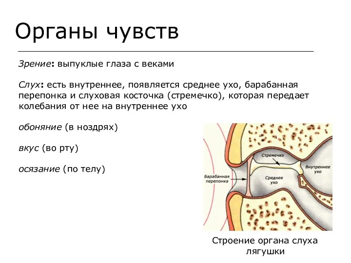 Органы чувств Зрение: выпуклые глаза с веками Слух: есть внутреннее, появляется среднее ухо,