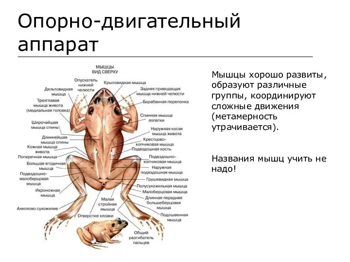 Опорно-двигательный аппарат Мышцы хорошо развиты, образуют различные группы, координируют сложные движения (метамерность утрачивается).