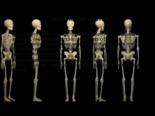 Соединения костей Соединения костей являются частью опорно-двигательного аппарата, они удерживают кости друг около