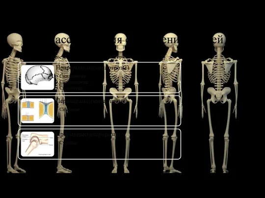 Классификация соединений костей Все соединения костей делят на три большие группы: