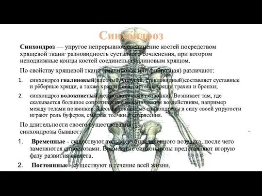 Синхондроз Синхондроз — упругое непрерывное соединение костей посредством хрящевой ткани, разновидность суставного сочленения,