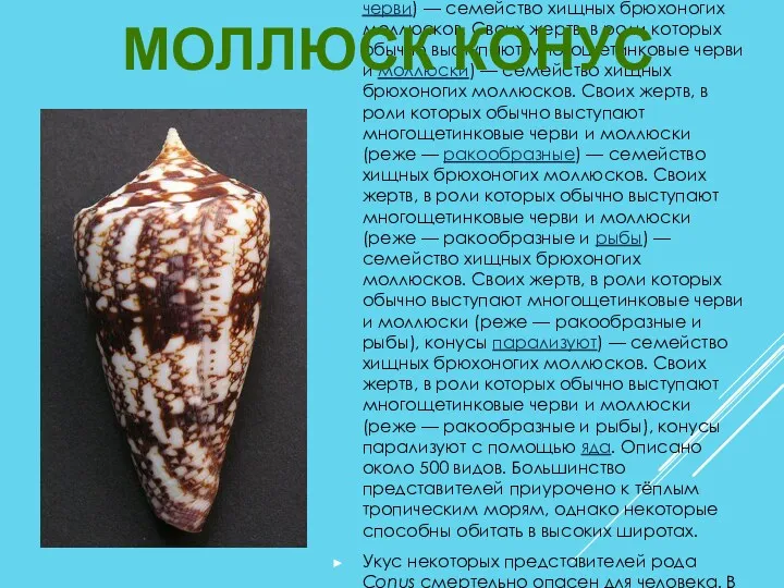 Конусы (лат. Conidae) — семейство хищных брюхоногих моллюсков) — семейство