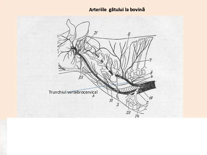 Arteriile gâtului la bovină Trunchiul vertebrocervical