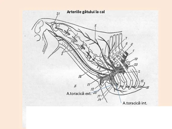 Arteriile gâtului la cal A.toracică int. A.toracică ext.
