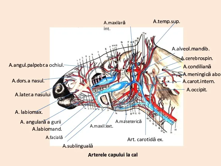 Arterele capului la cal Art. carotidă ex. A.maxilară int. A.temp.sup.