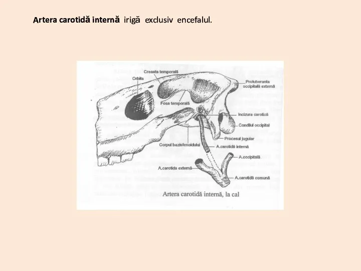 Artera carotidă internă irigă exclusiv encefalul.